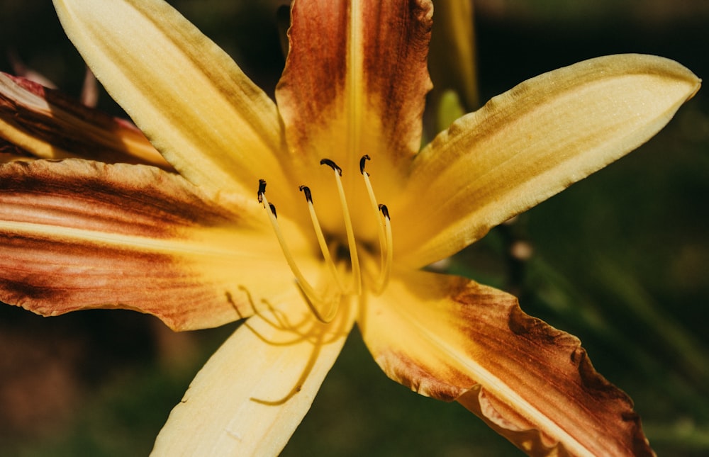 a close up of a yellow and brown flower