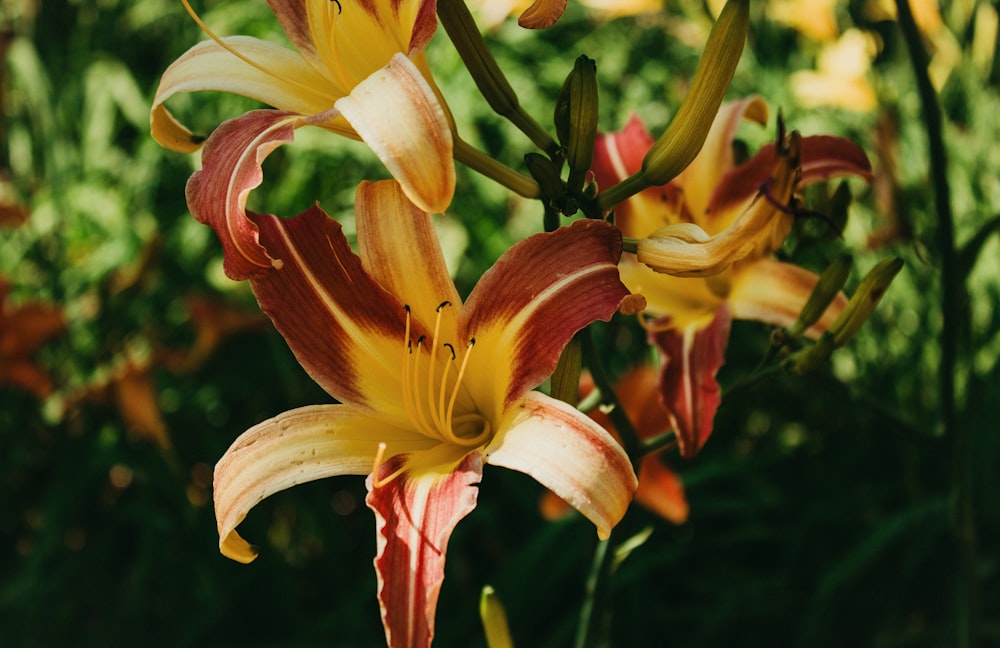 a close up of a yellow and red flower