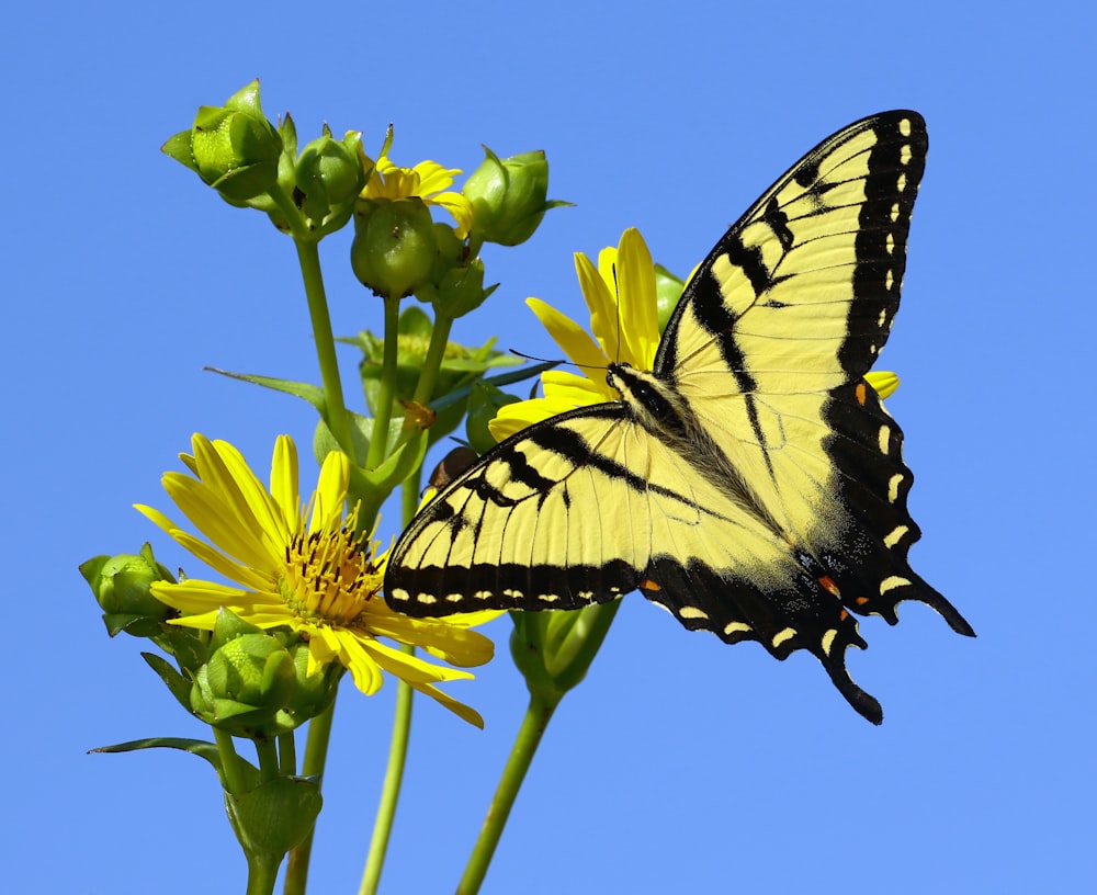 a yellow and black butterfly sitting on a yellow flower