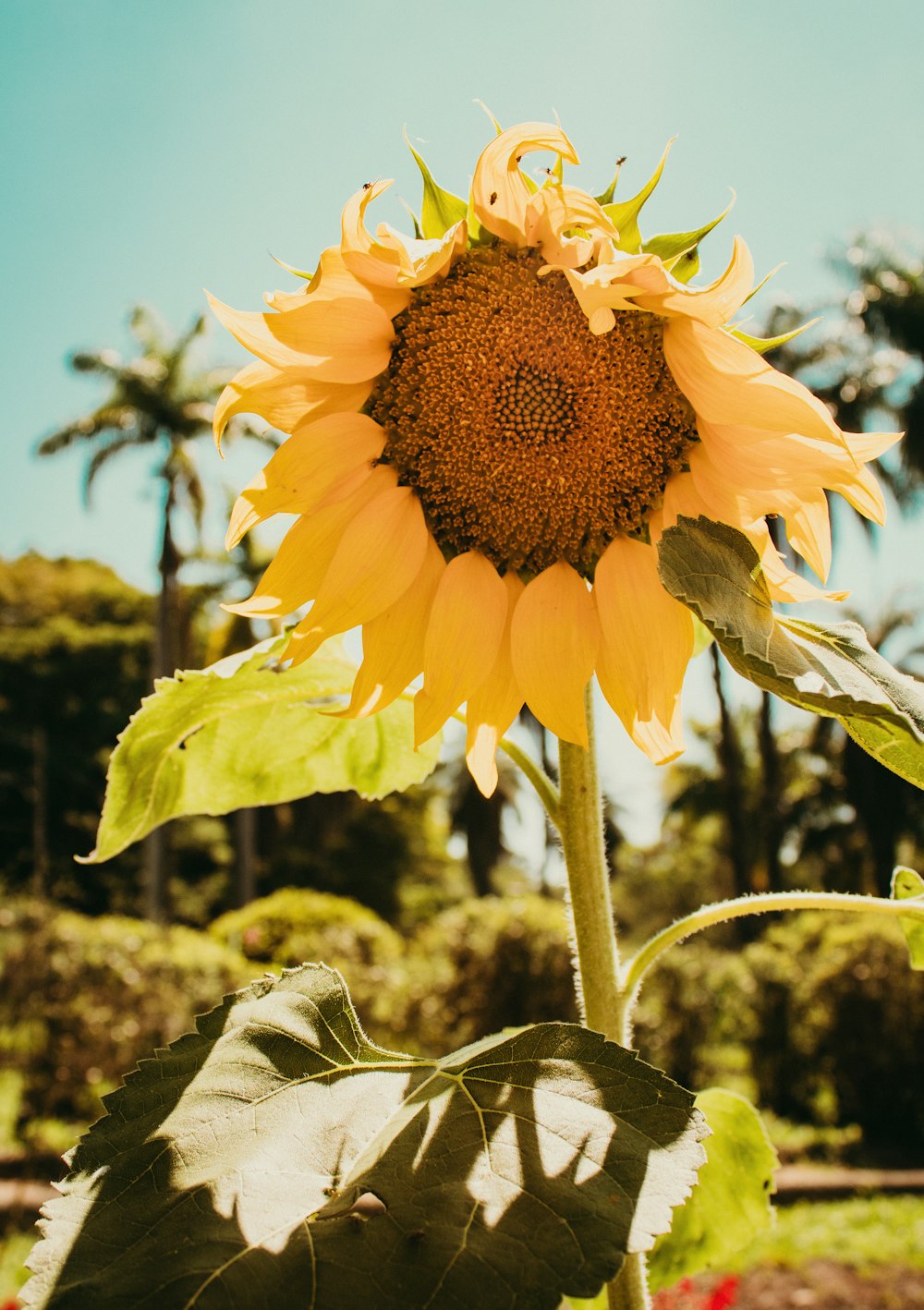 a large sunflower is blooming in a field