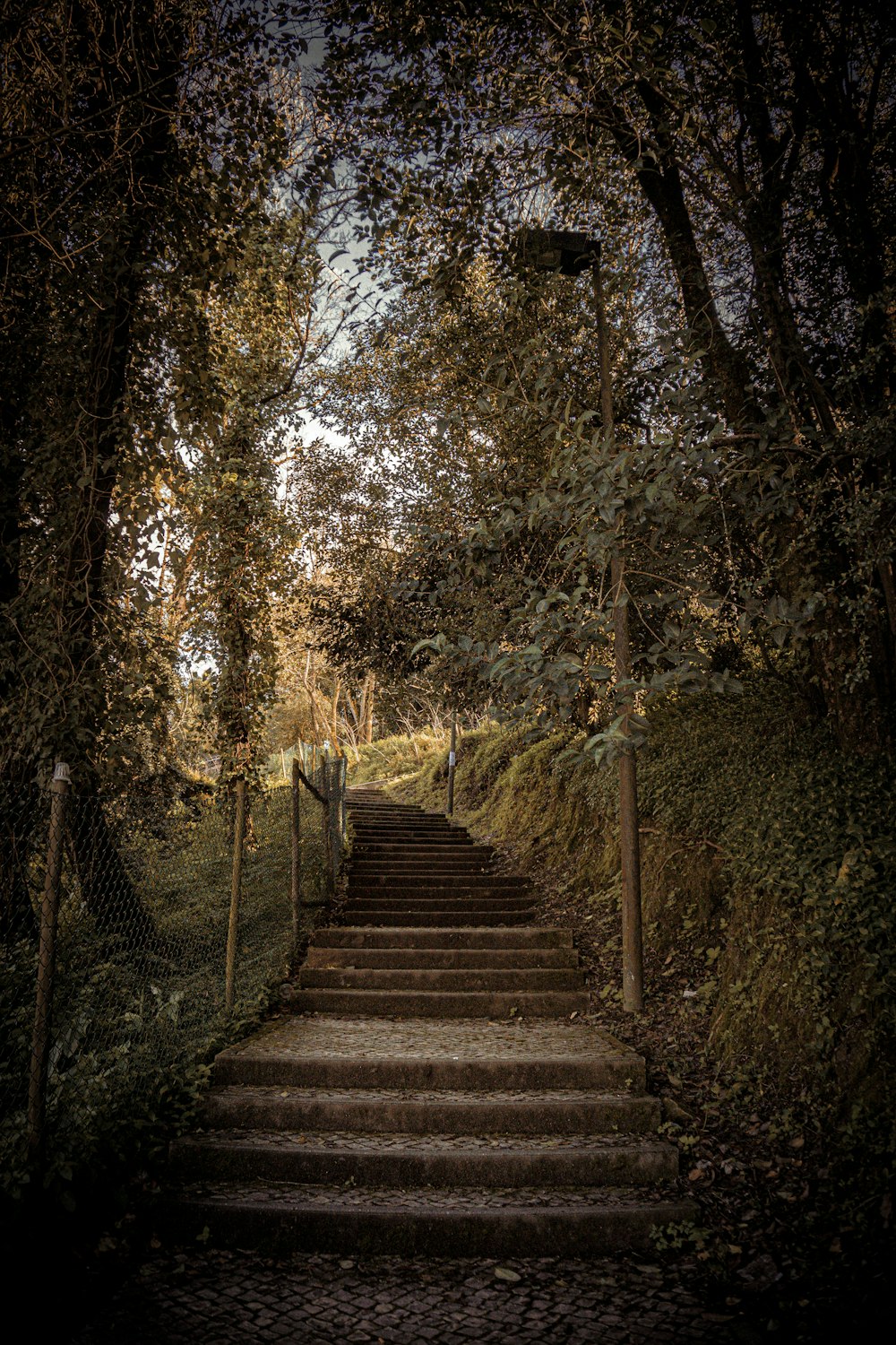 a set of stairs leading up to a forest