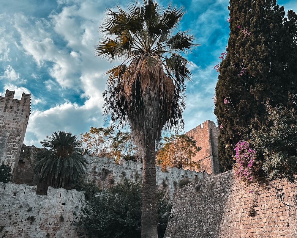 a palm tree in front of a stone wall