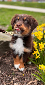 a small brown and white dog sitting in a flower bed