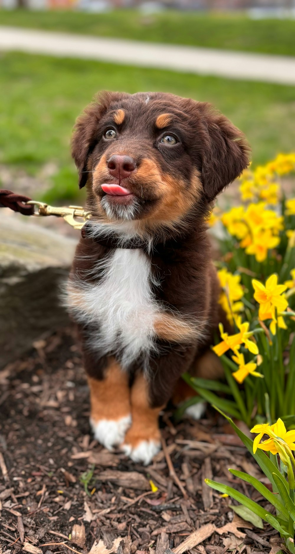 a small brown and white dog sitting in a flower bed