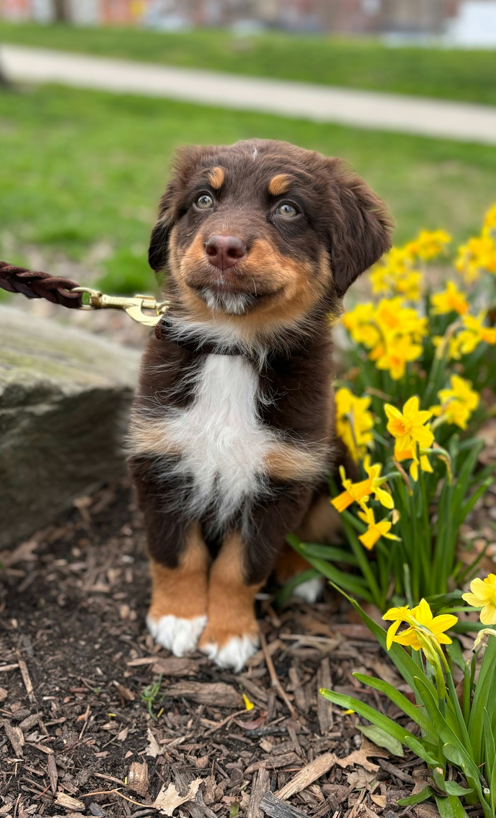 a puppy sitting in a flower bed with daffodils
