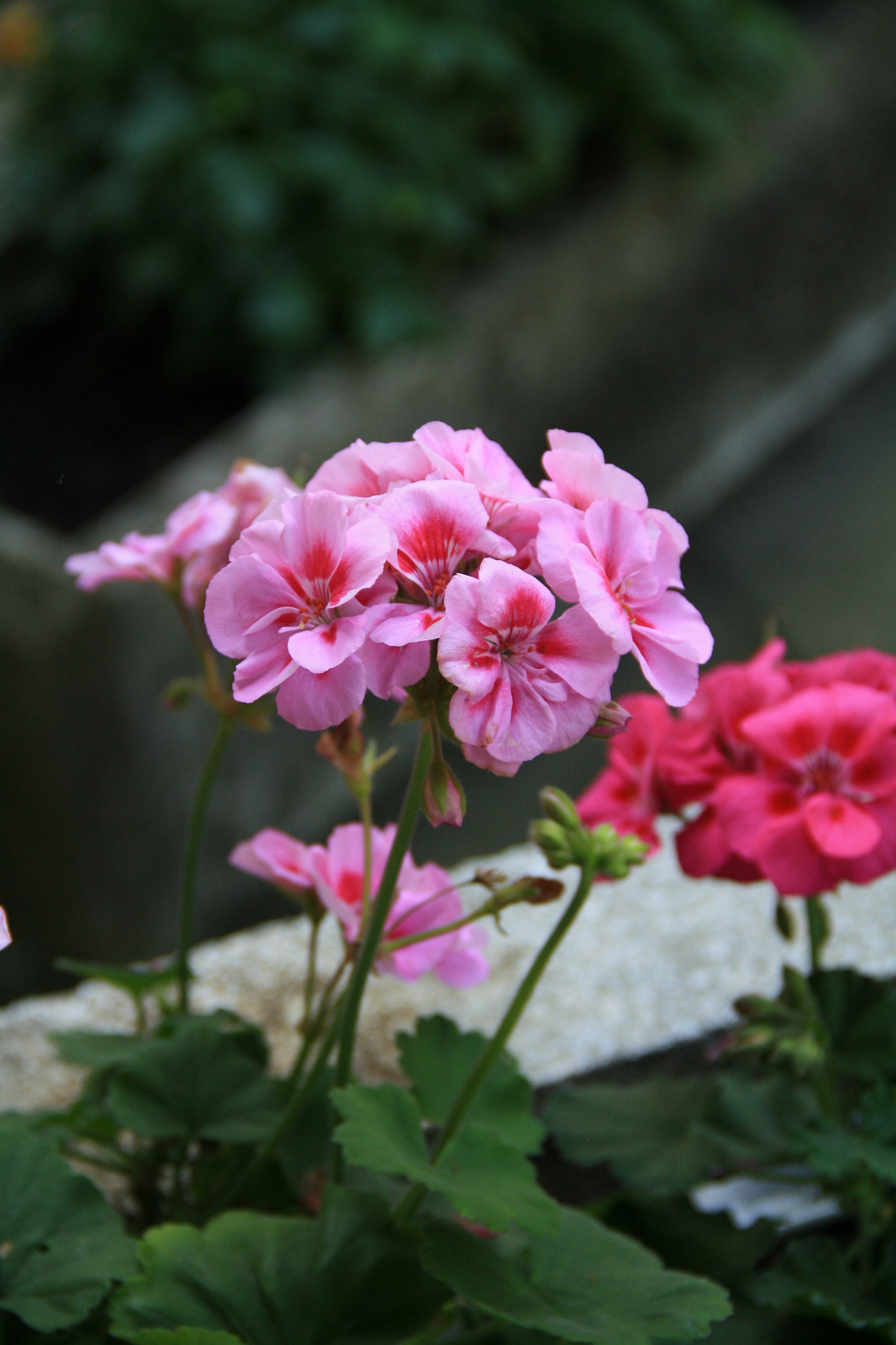 Photo by mozi6