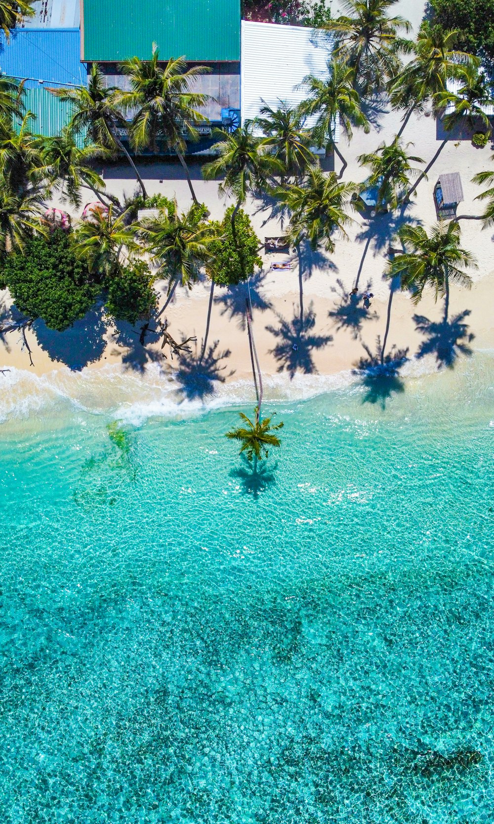 an aerial view of a beach with palm trees