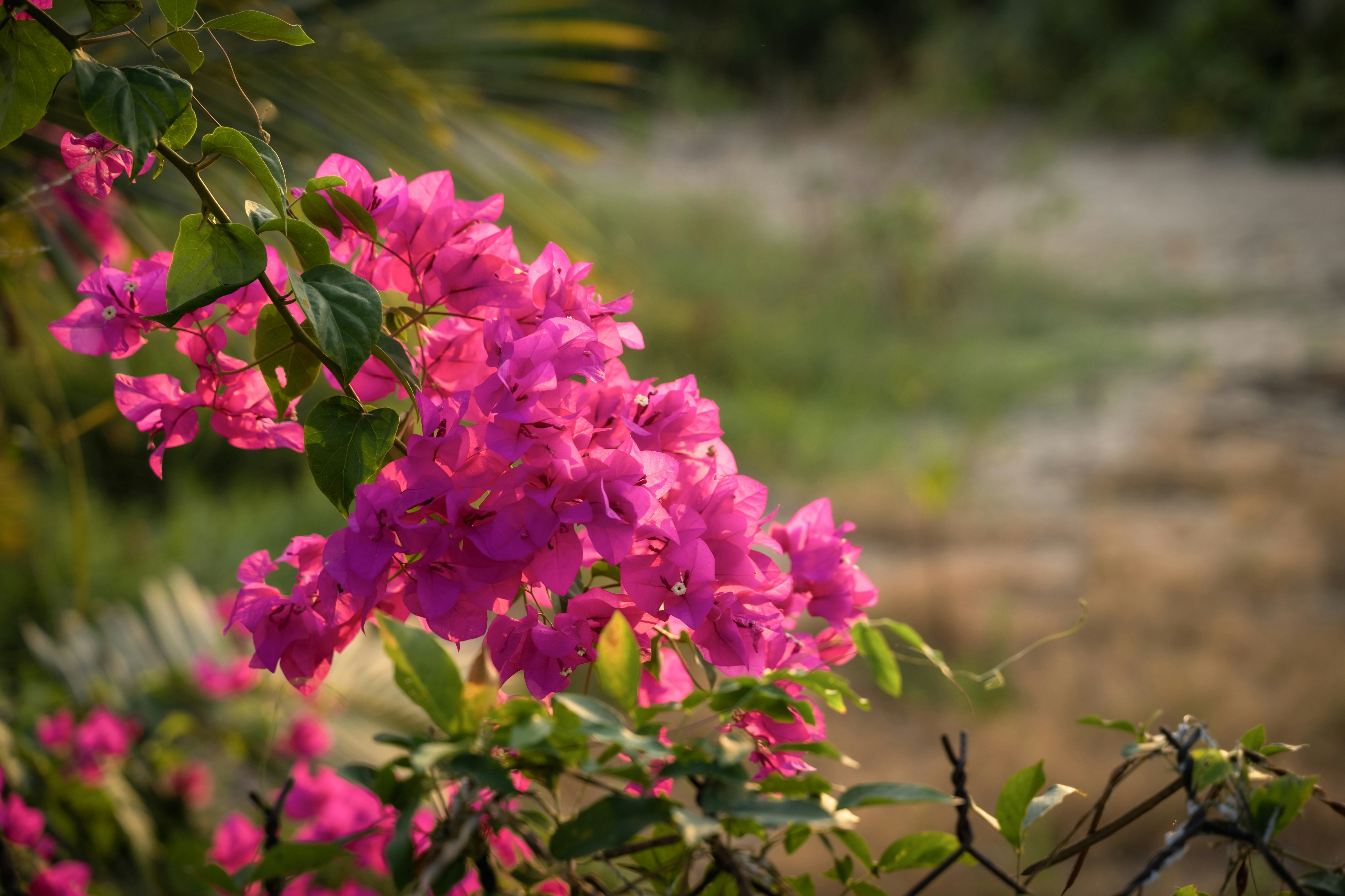 Photo by irish83