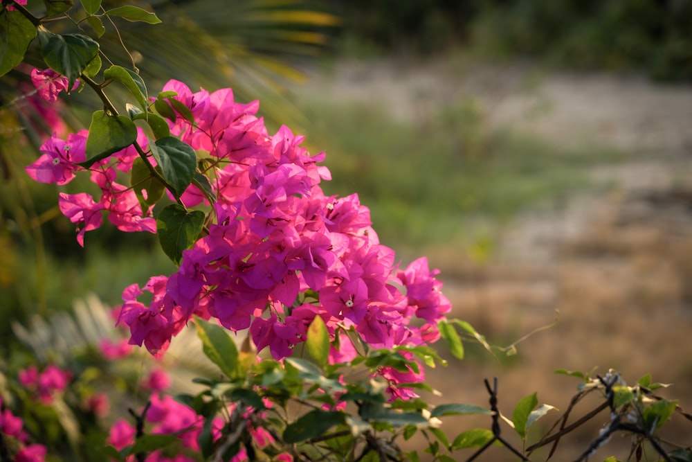 pink flowers are blooming on a tree branch