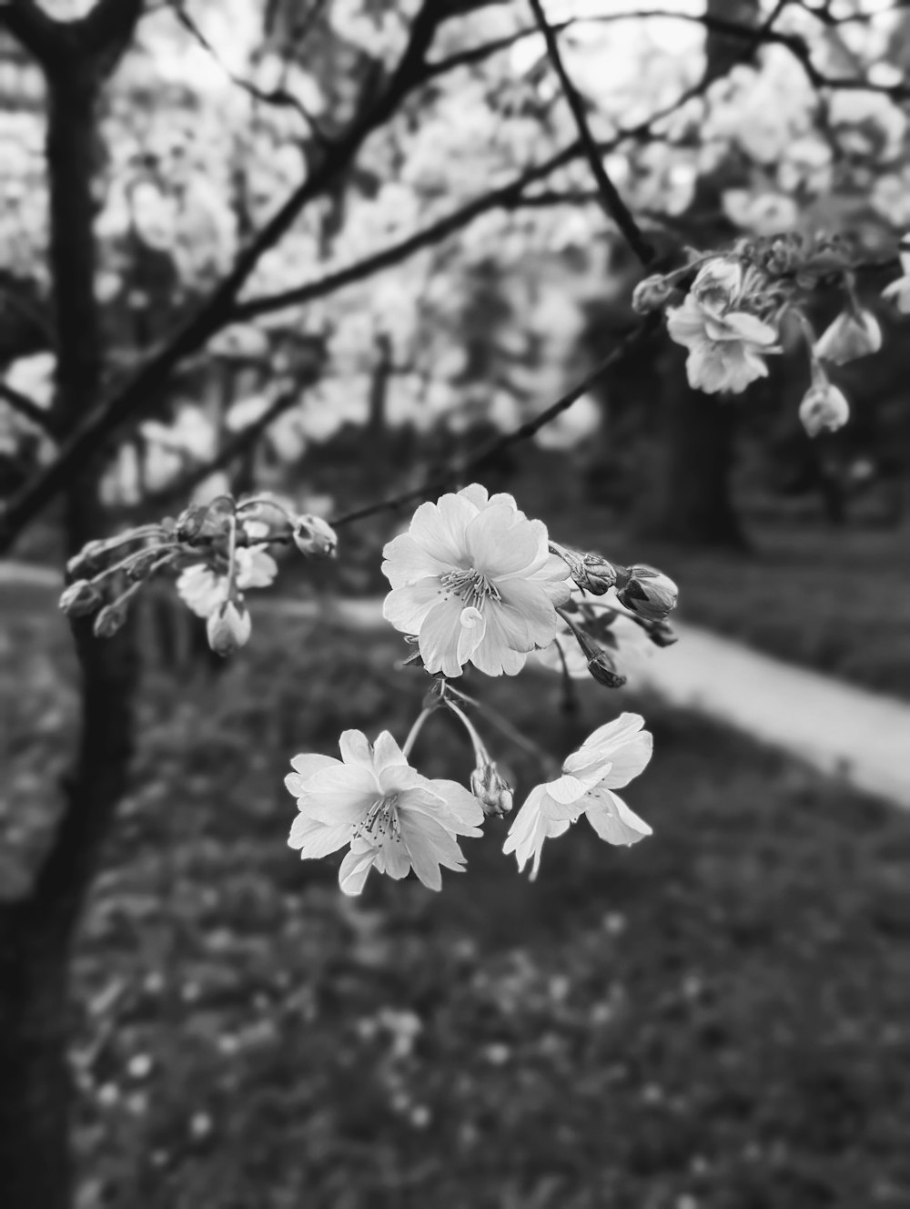 a black and white photo of some flowers