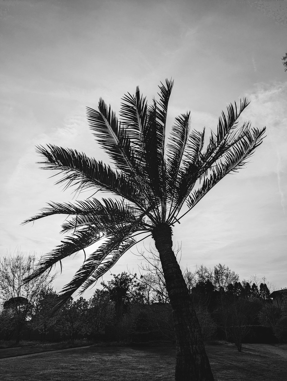 a black and white photo of a palm tree