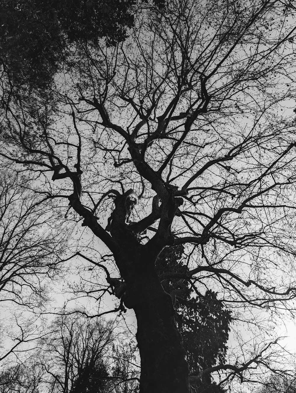 a black and white photo of a tree with no leaves