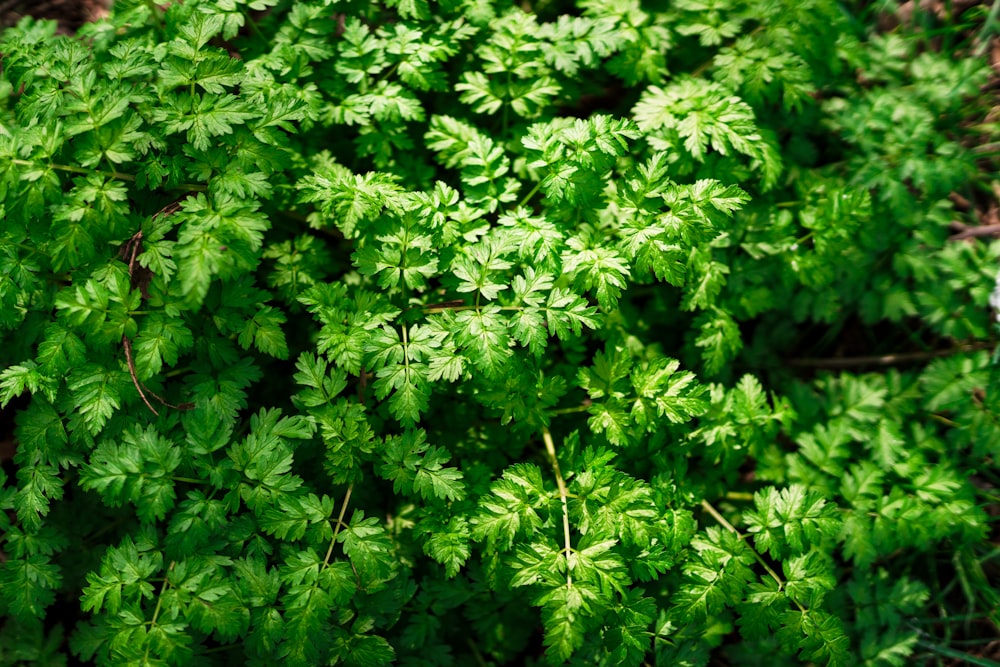  a close up of a bunch of green plants