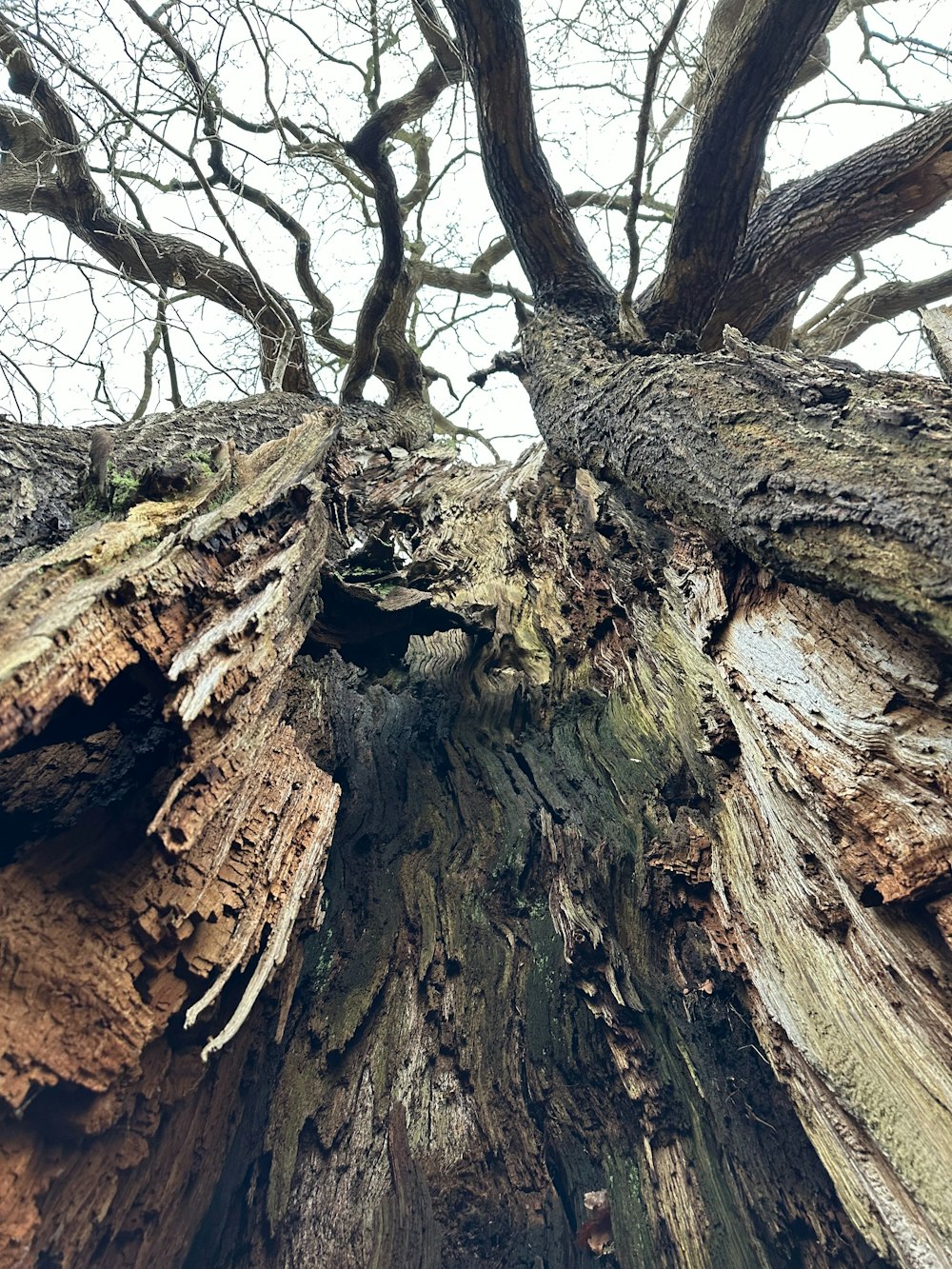 un très grand arbre avec un tronc très haut