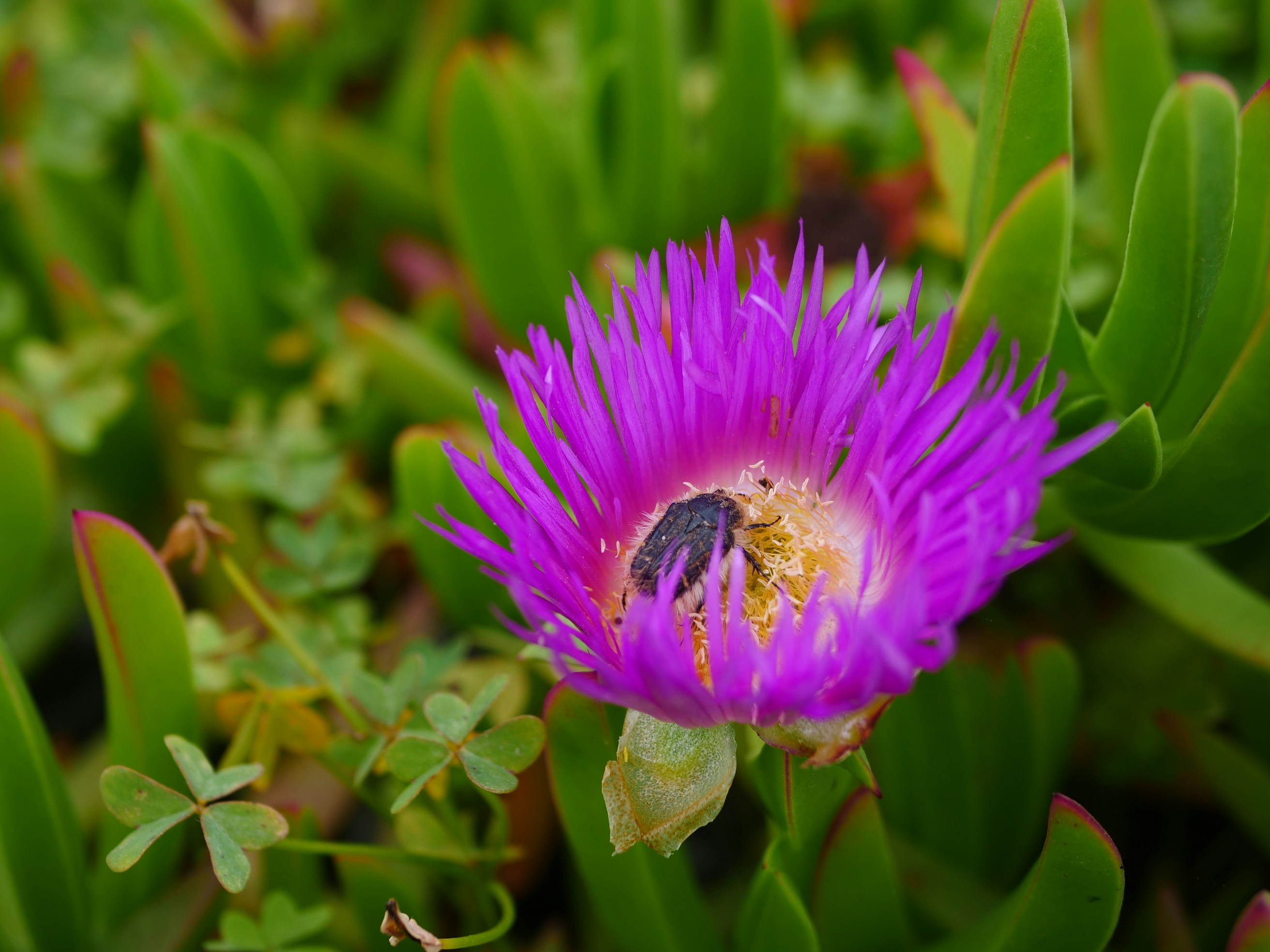 a purple flower with a bee inside of it