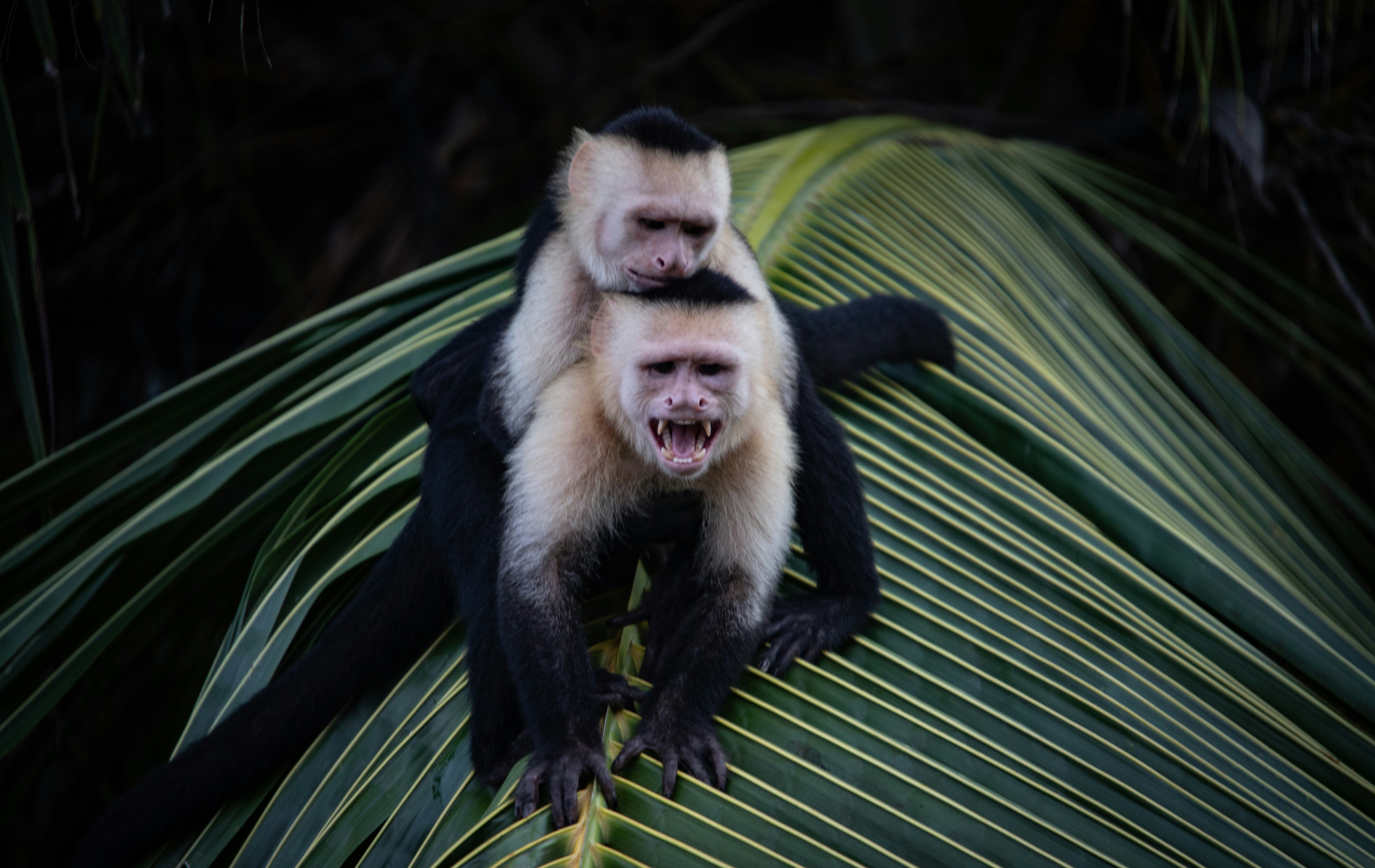 In the dense foliage, a pair of capuchin monkeys is observed engaging with one another atop a palm leaf, providing a glimpse into their social interactions in their natural rainforest habitat.