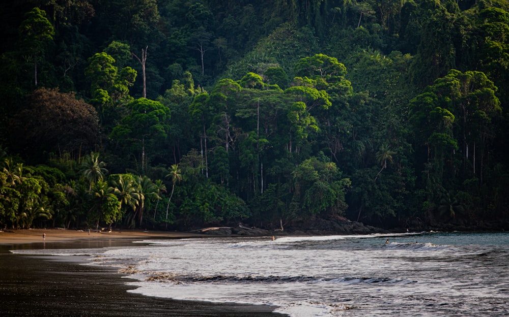 a body of water with trees in the background