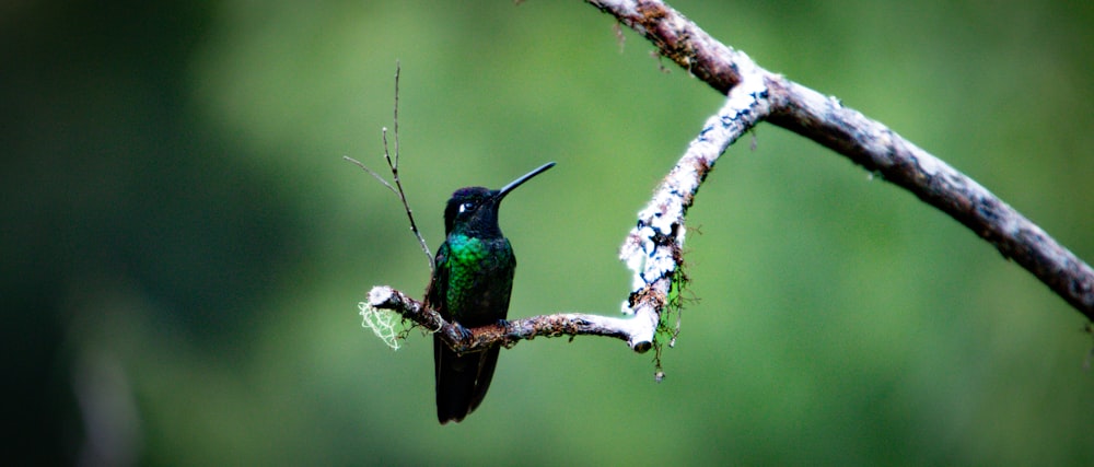 a small bird sitting on a branch of a tree