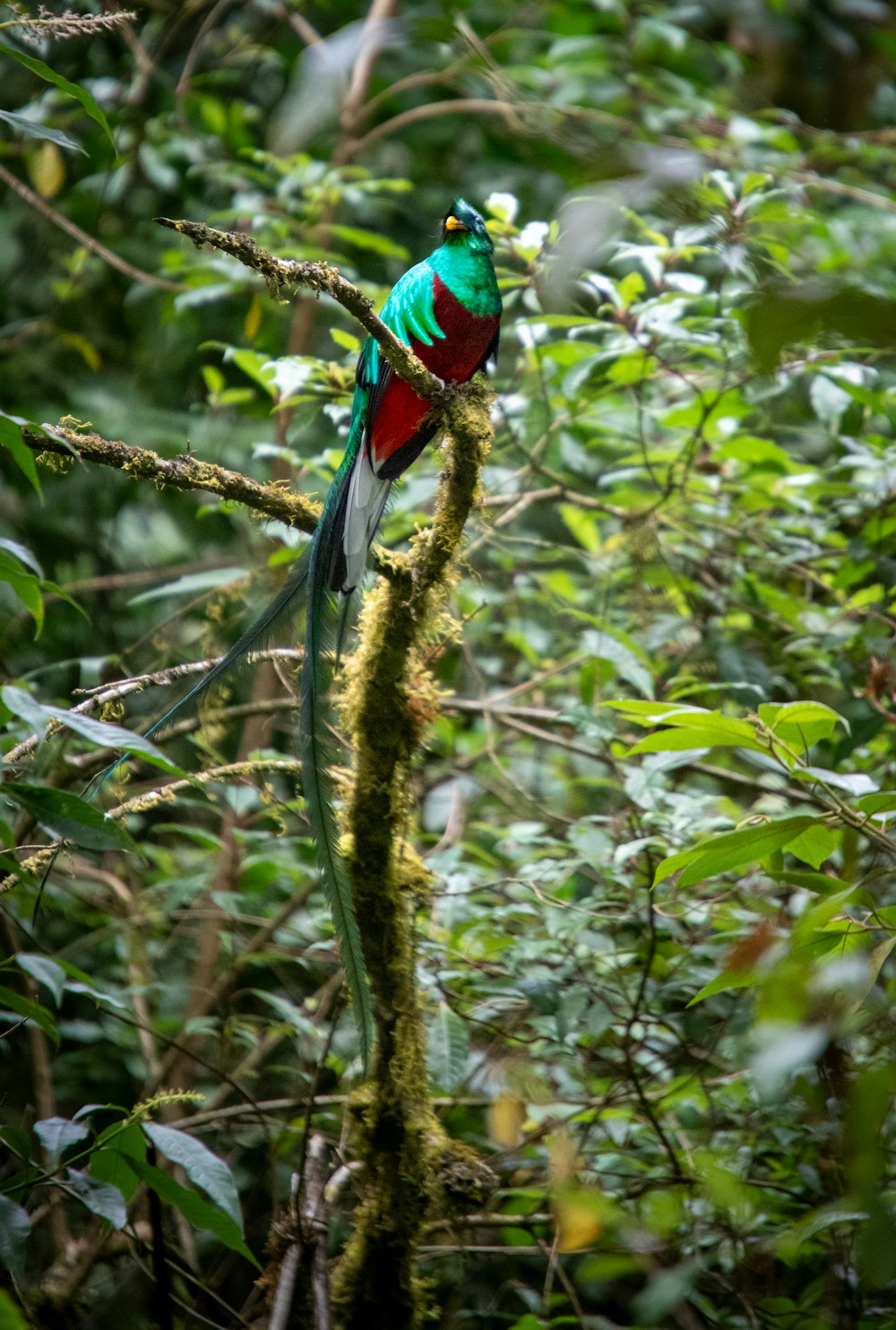 a green and red bird sitting on a tree branch