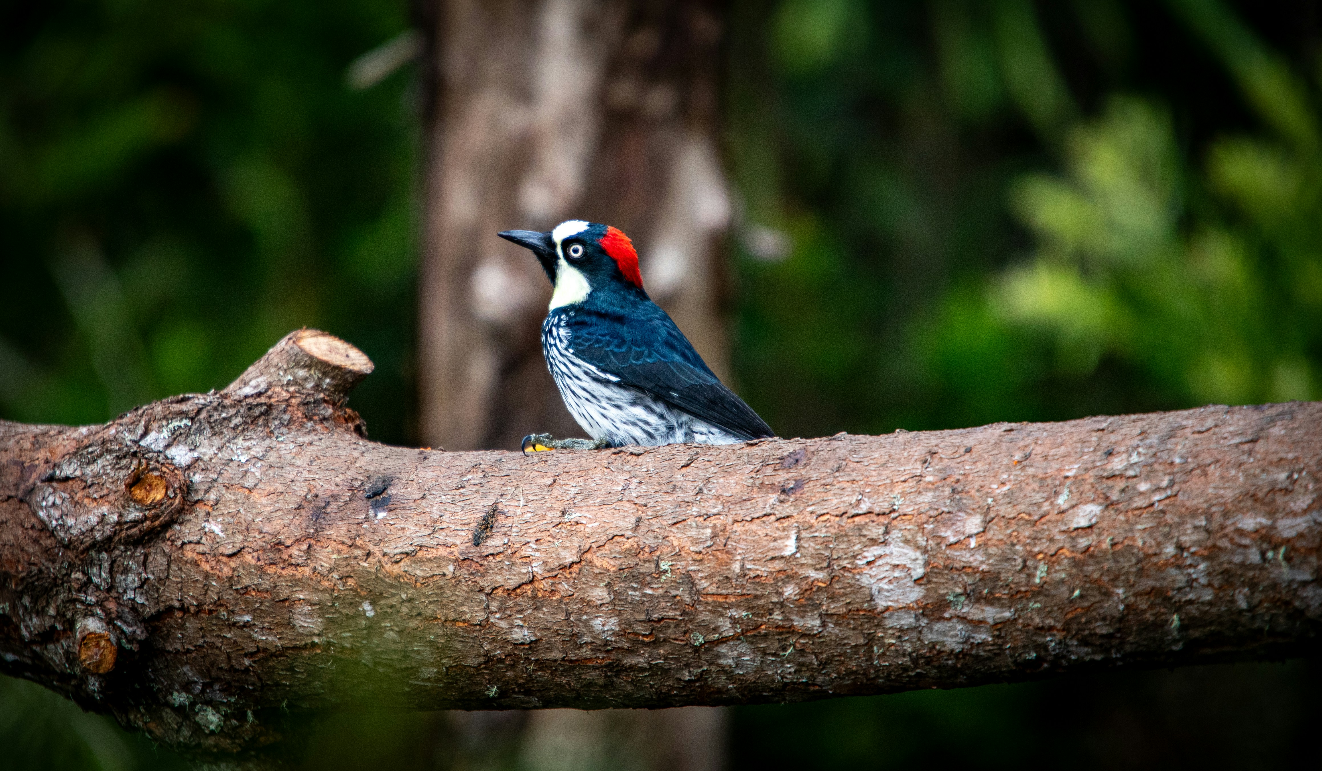 A colorful bird on a tree branch.