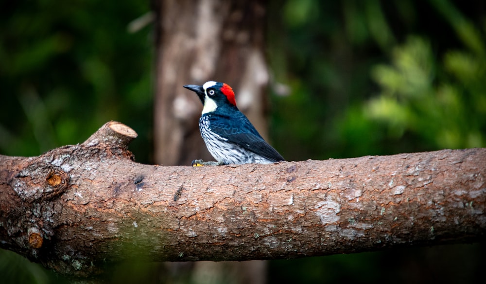 a colorful bird perched on a tree branch