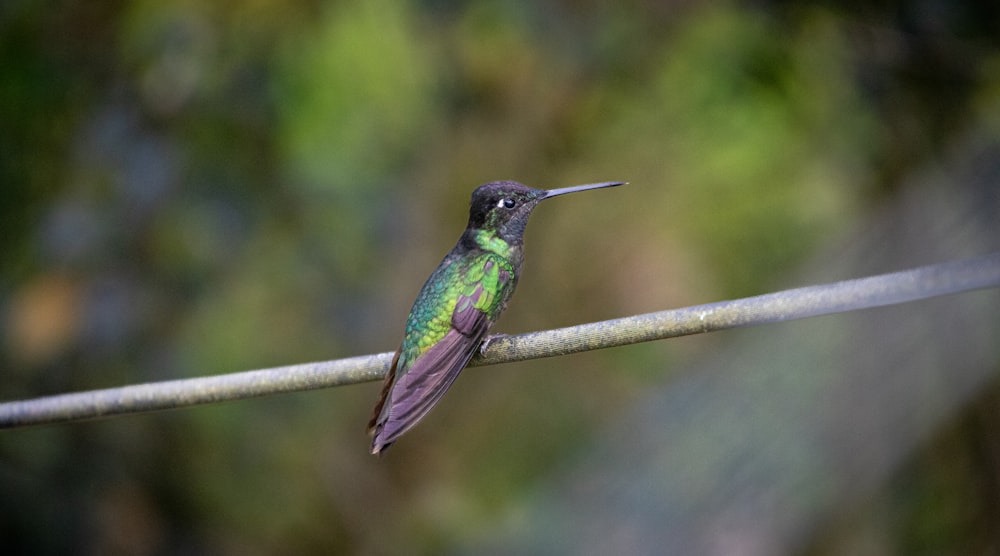 a small green and purple bird sitting on a wire
