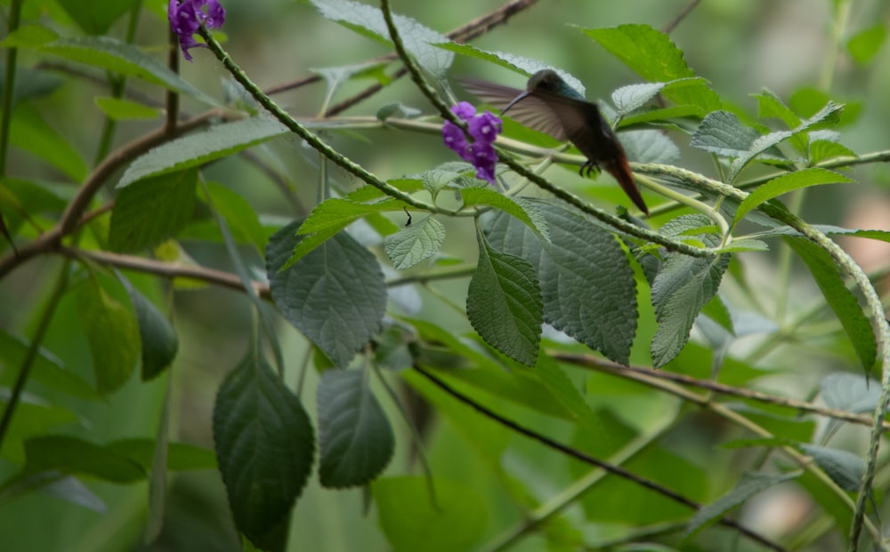 a small bird sitting on a branch with purple flowers