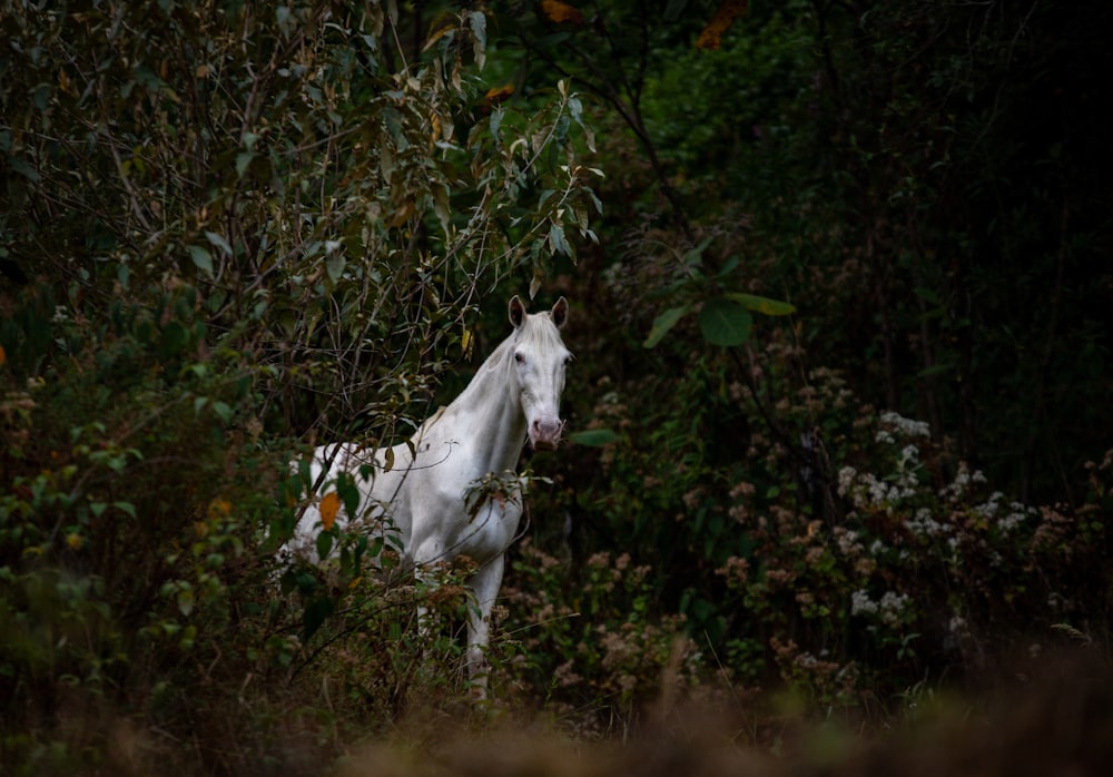 a white horse standing in the middle of a forest
