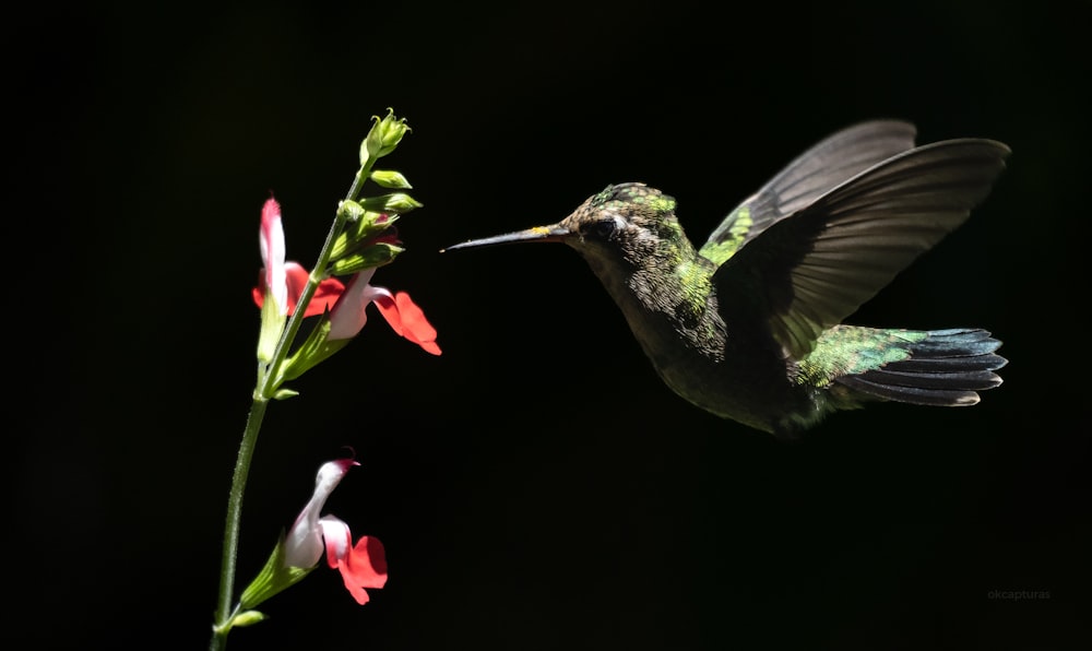 a hummingbird hovering over a pink flower