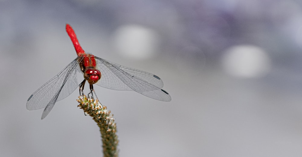 a red dragonfly sitting on top of a plant