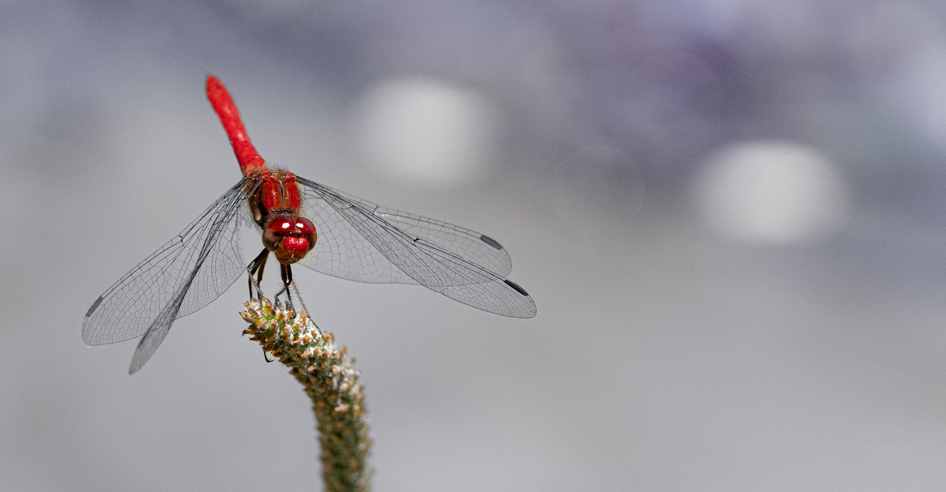 a red dragonfly sitting on top of a plant
