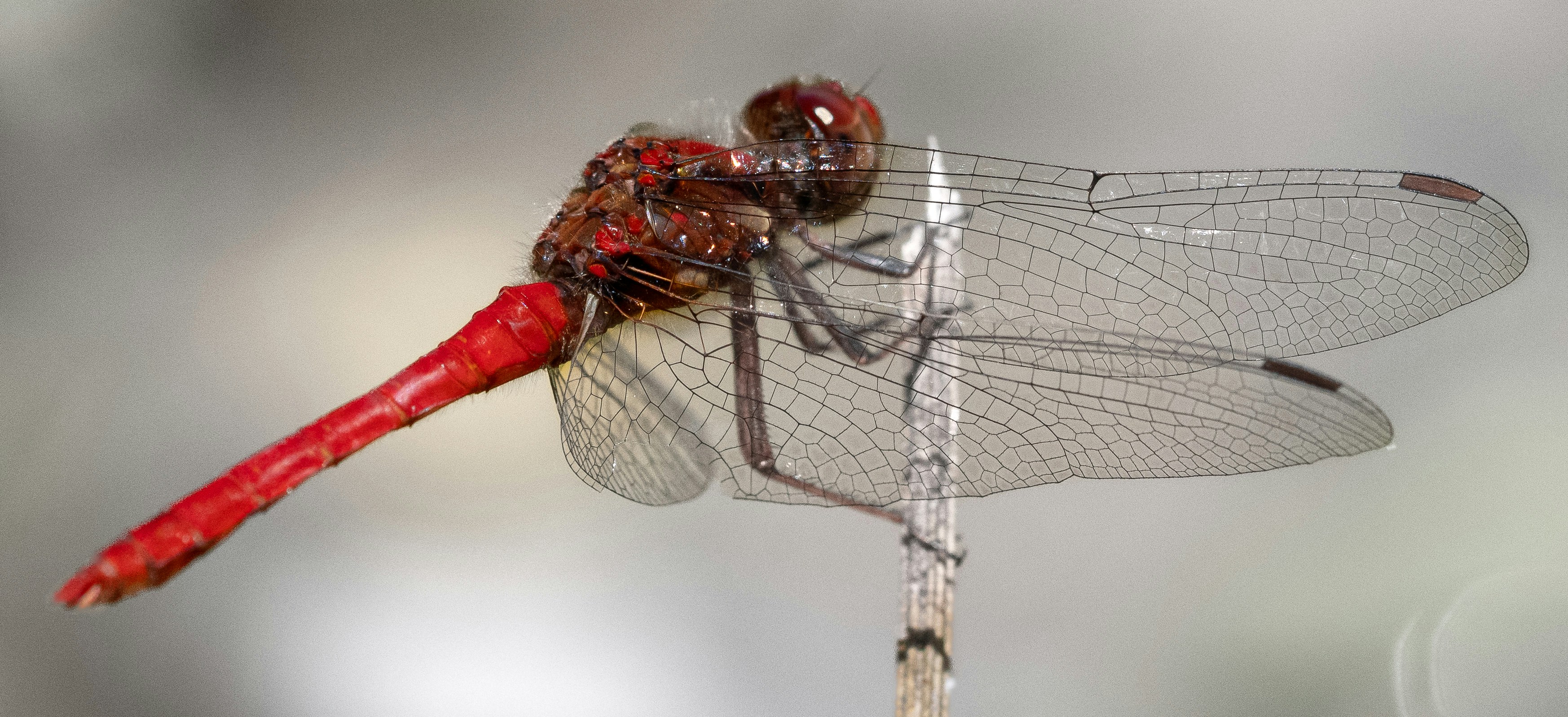 a close up of a red dragonfly on a stick