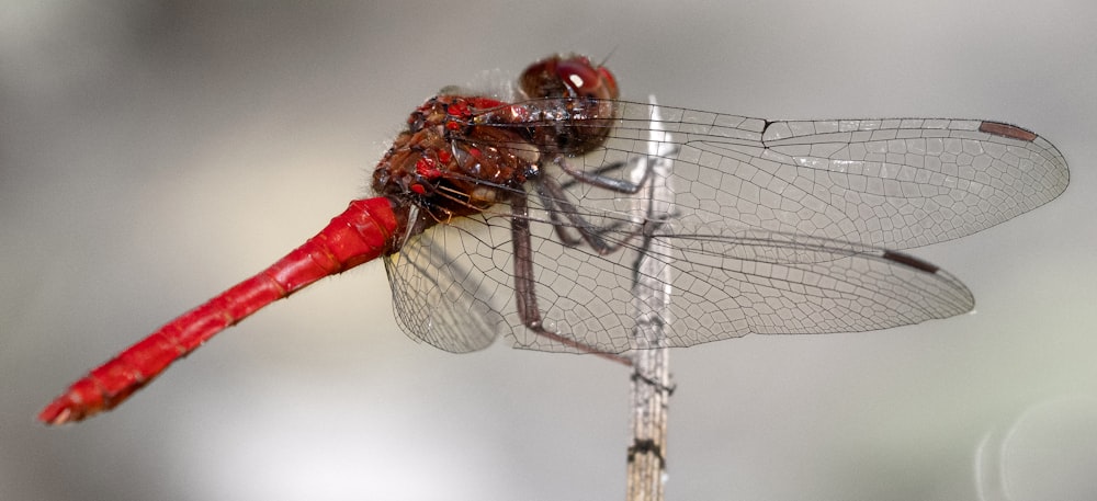 a close up of a red dragonfly on a stick