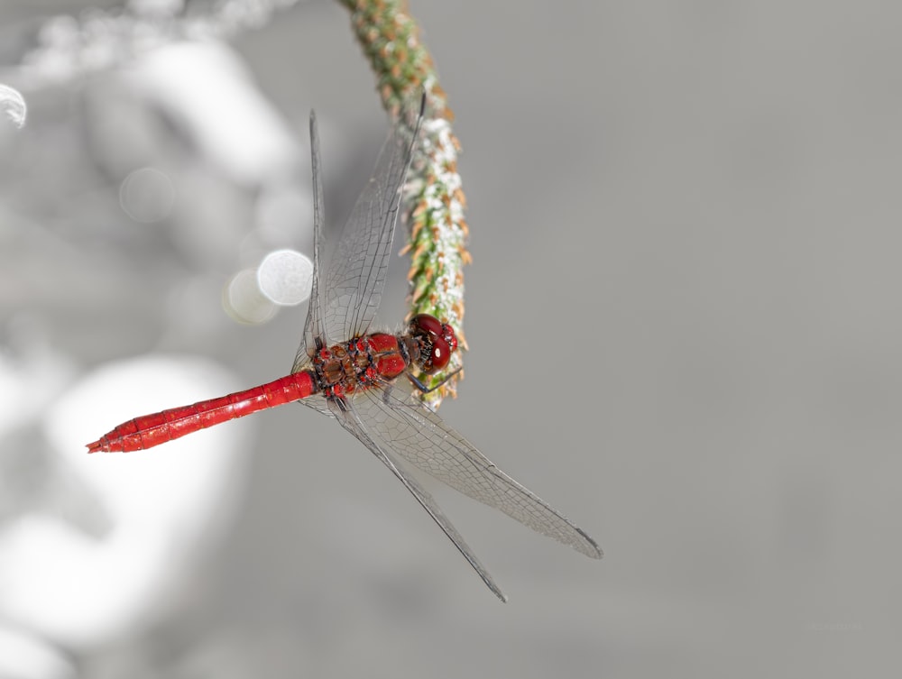 a red dragon flys through the air