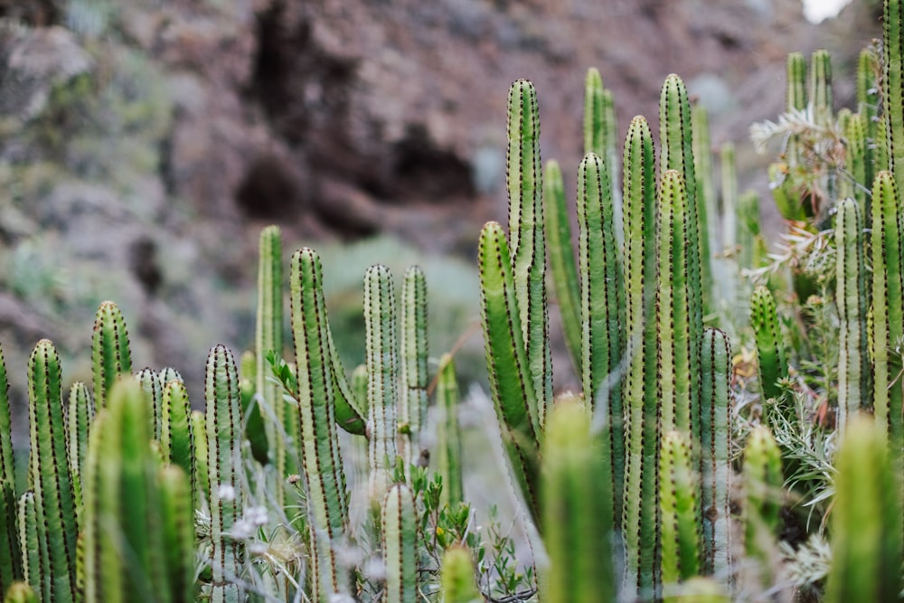 a group of green plants in a rocky area