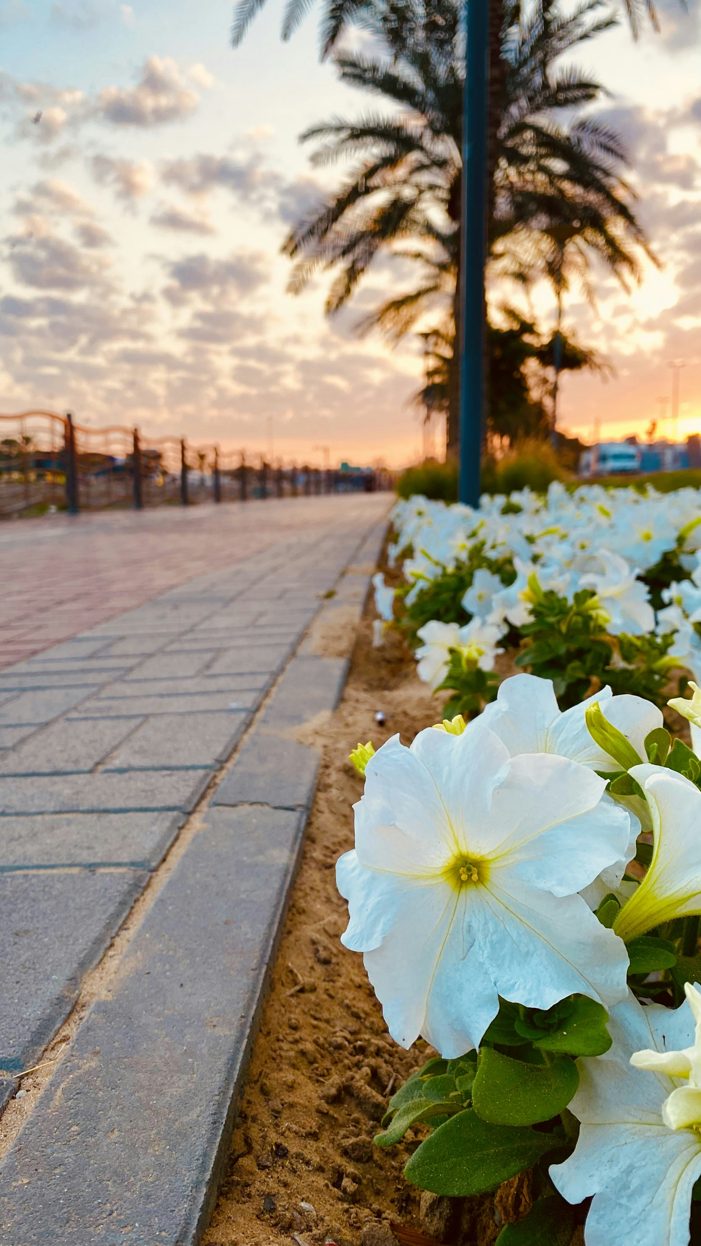 eine Reihe weißer Blumen am Straßenrand