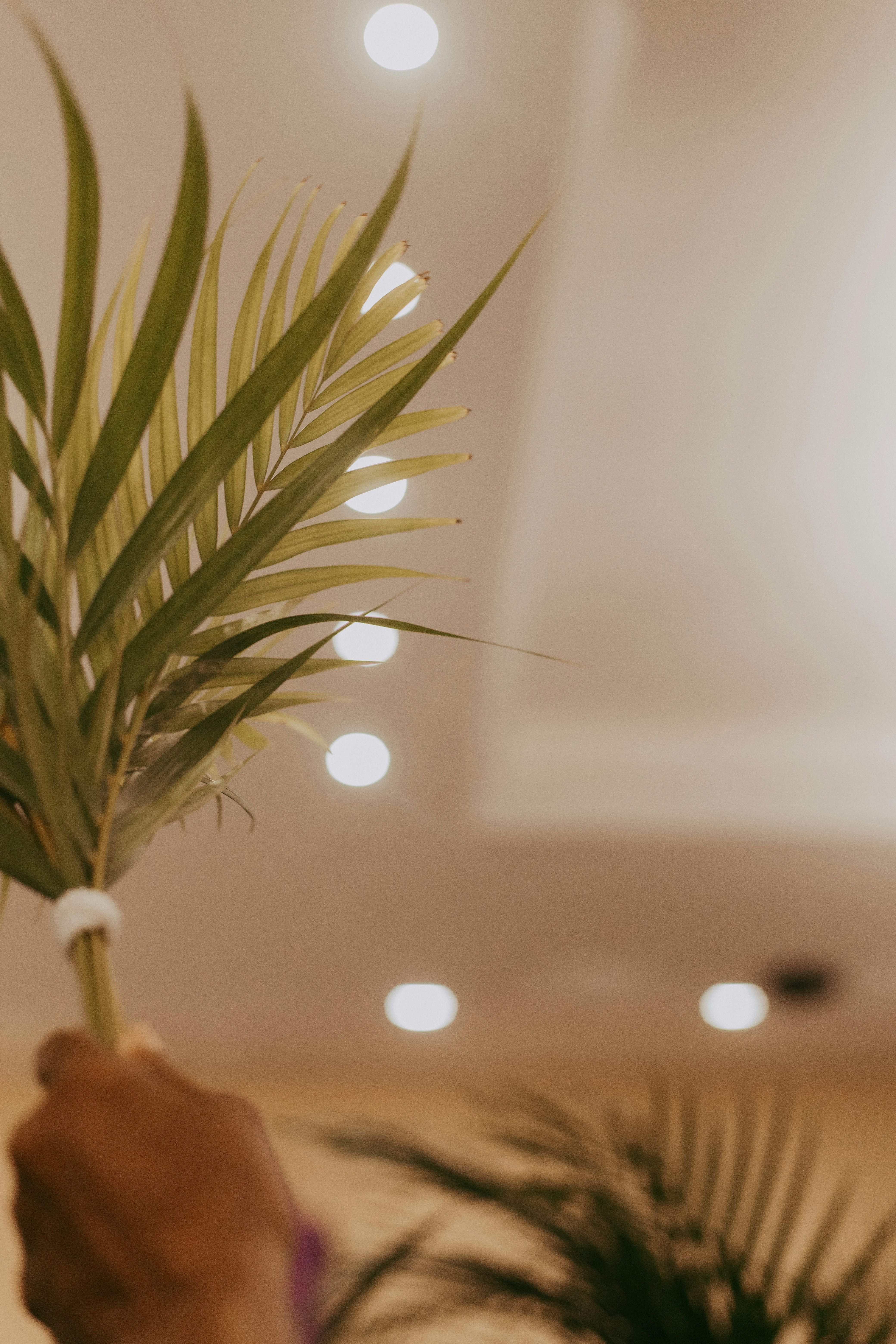 una persona sosteniendo una planta en la mano