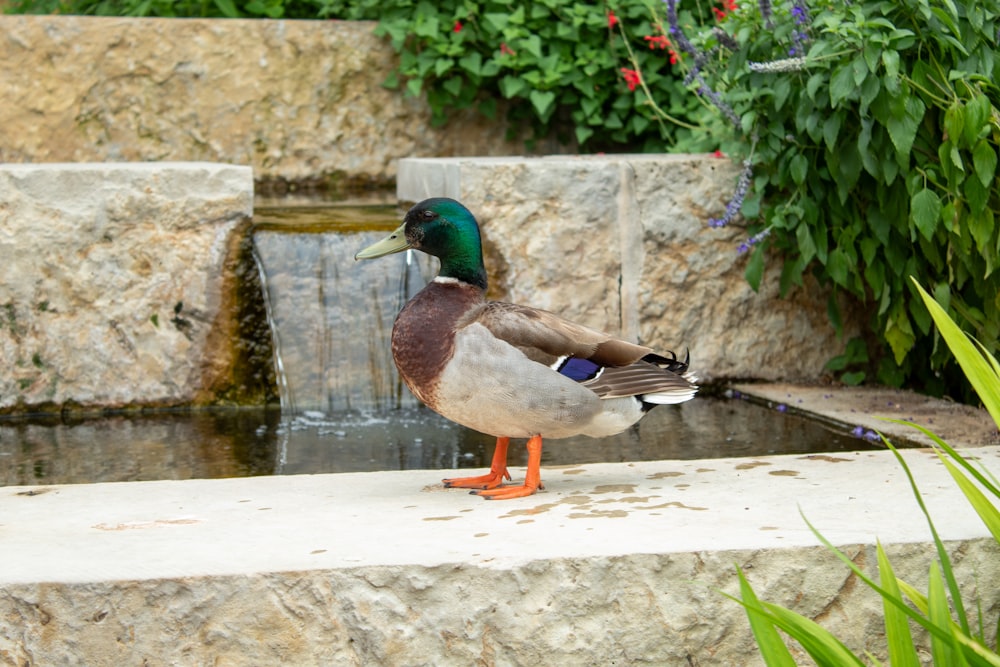 a duck standing on a ledge next to a water fall