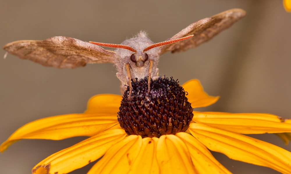 a close up of a moth on a flower