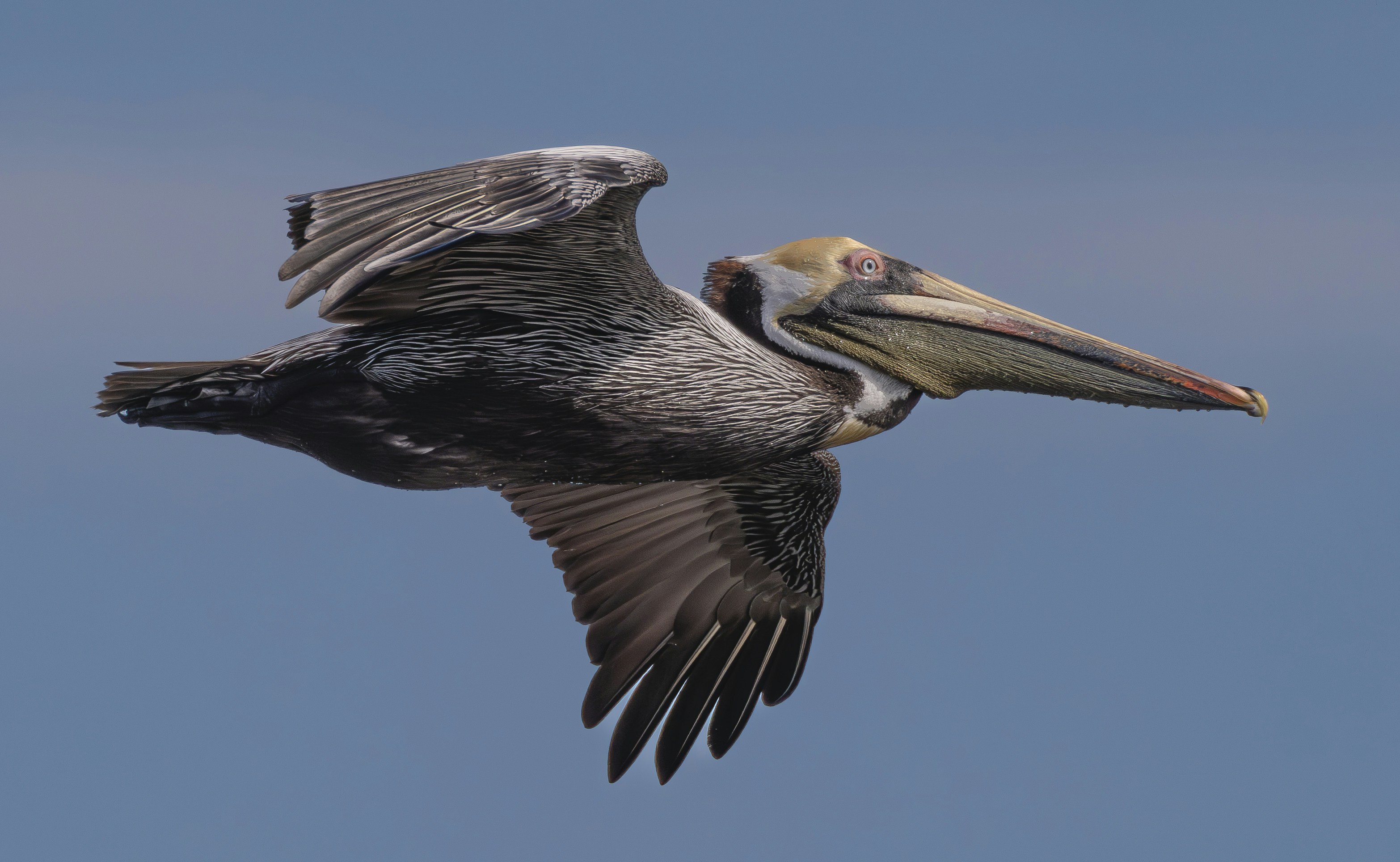 un pellicano che vola nell'aria con un pesce in bocca