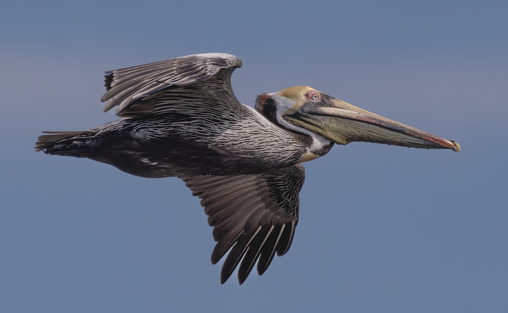 a pelican flying in the air with a fish in it's mouth