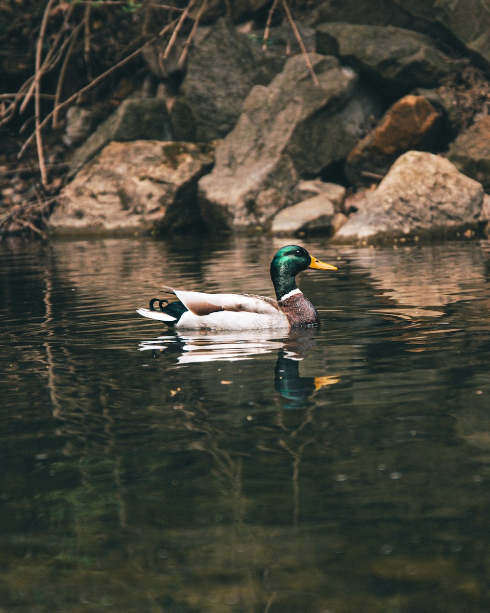 a duck floating on top of a body of water