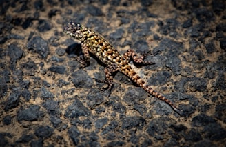 a small lizard is sitting on the ground