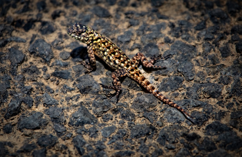 a small lizard is sitting on the ground