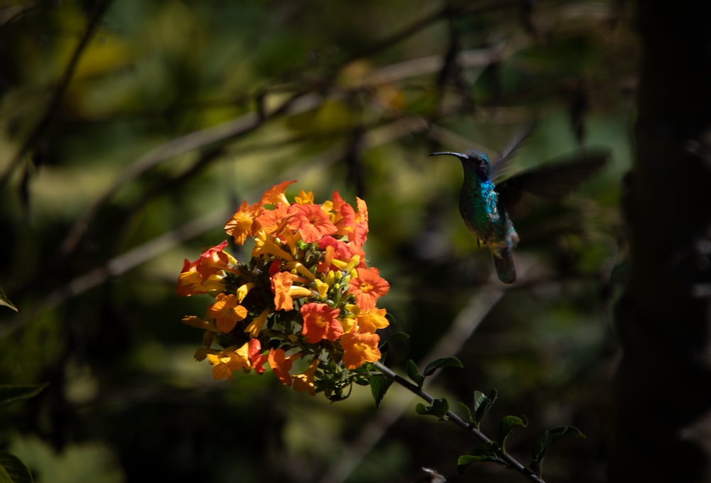 a hummingbird flying over a cluster of orange flowers