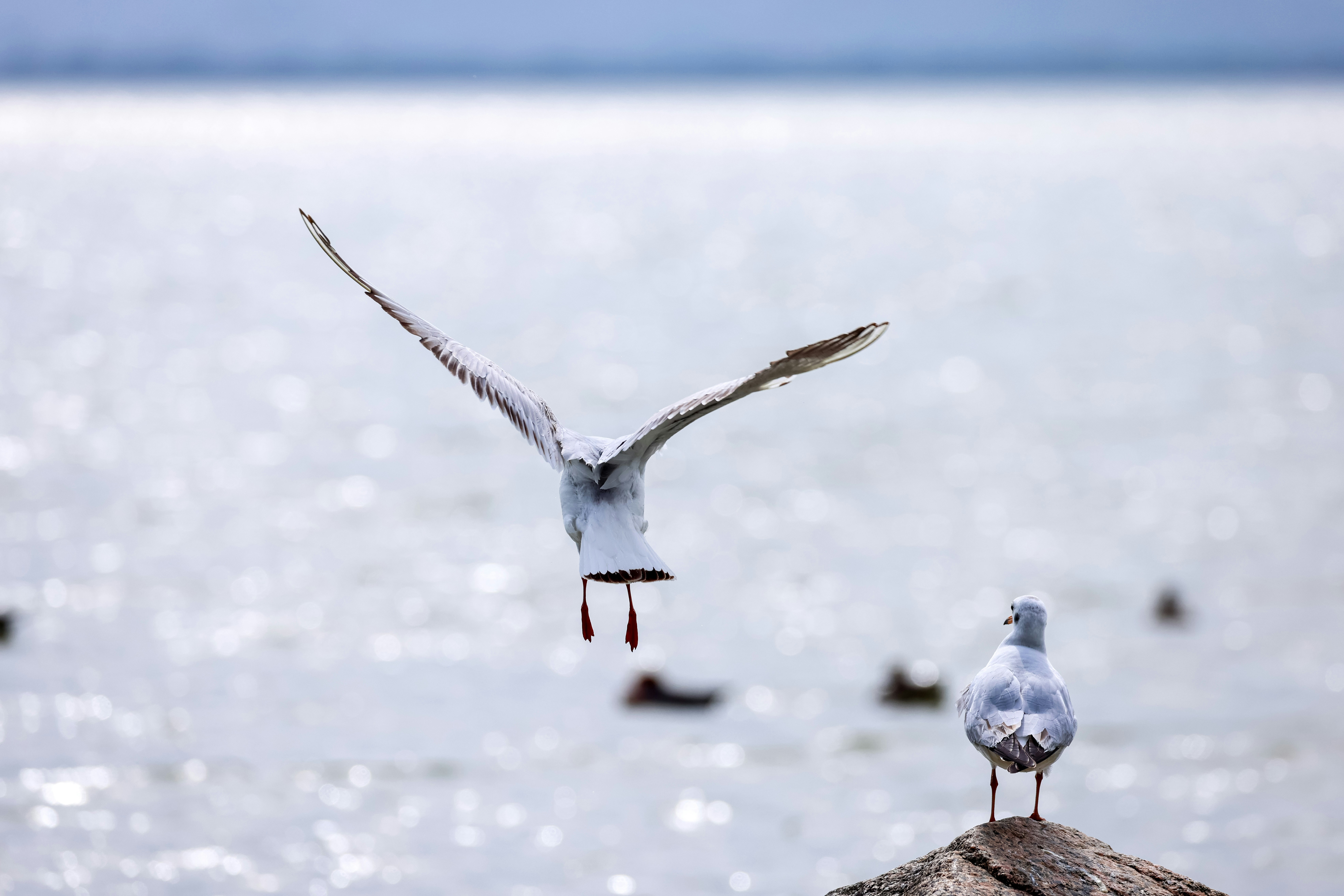 Photo by dickenslin76