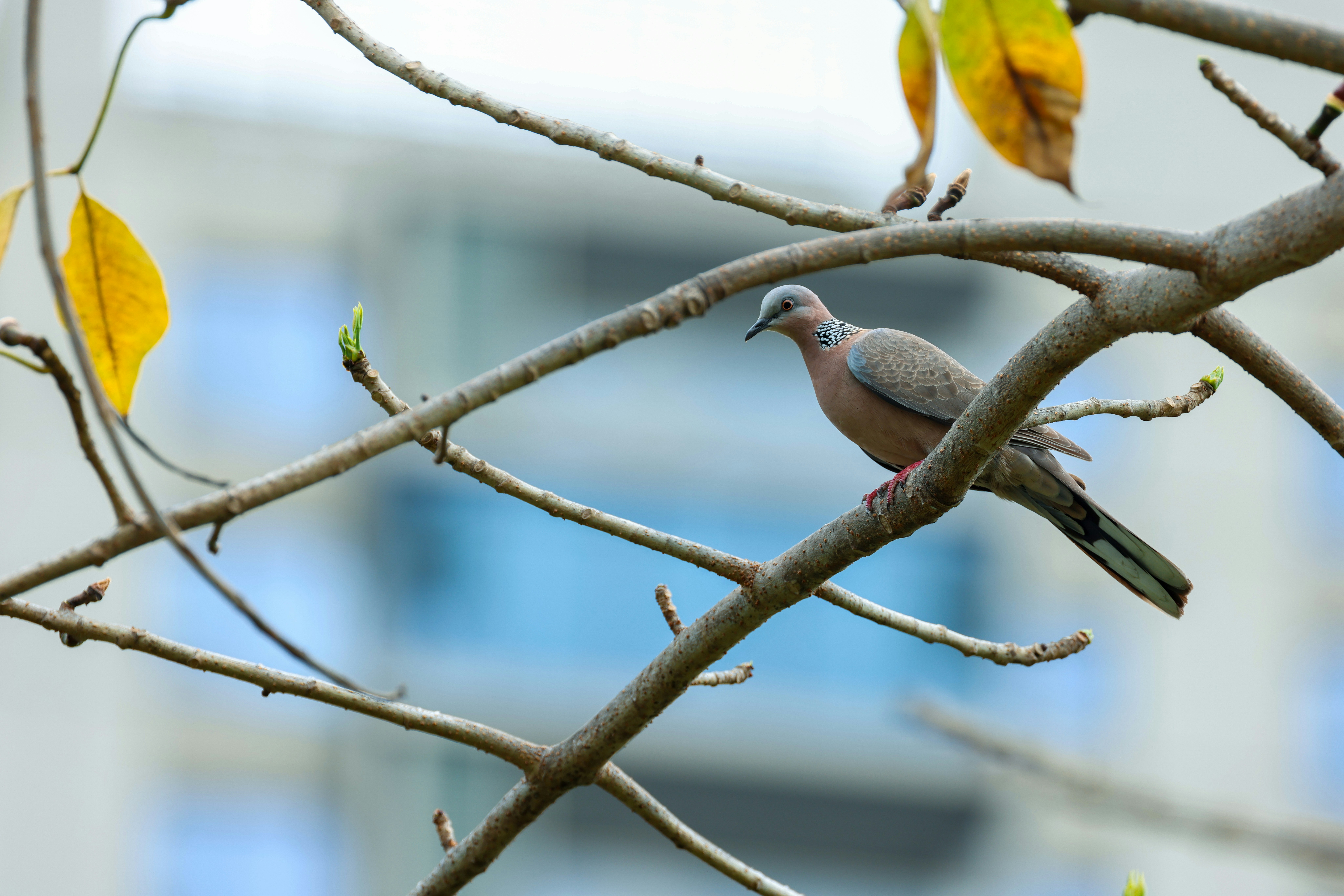 Photo by dickenslin76