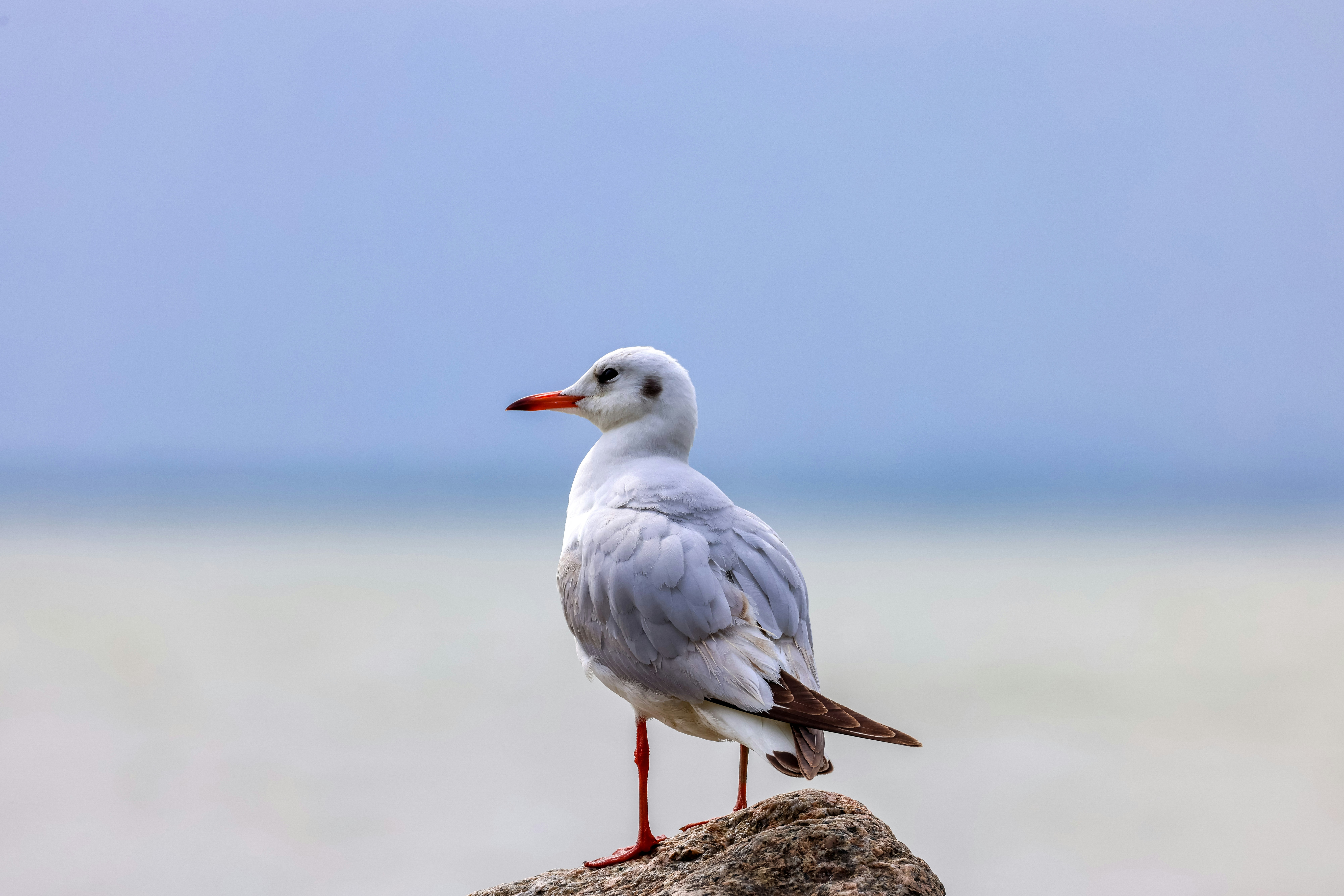 Photo by dickenslin76