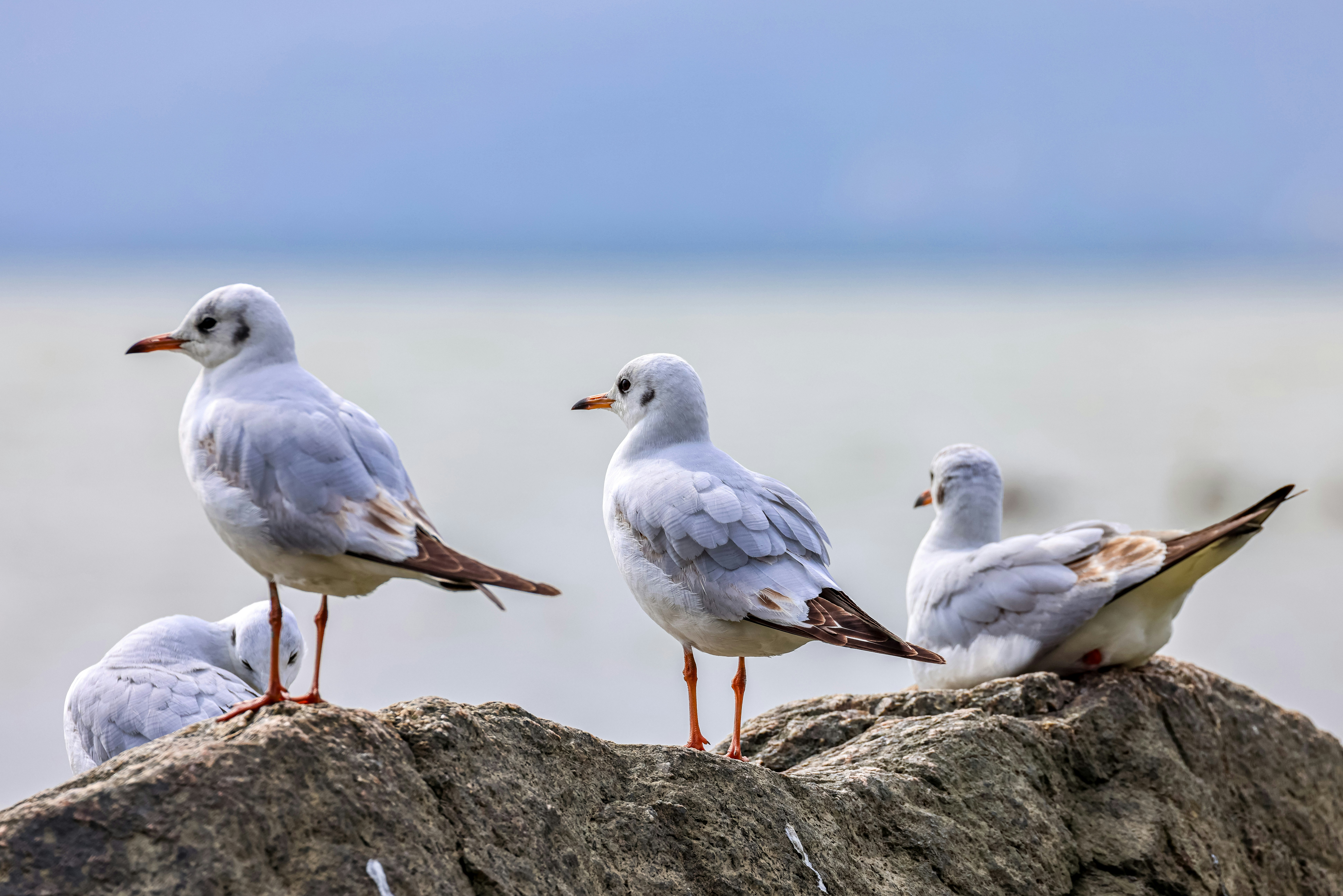 Photo by dickenslin76