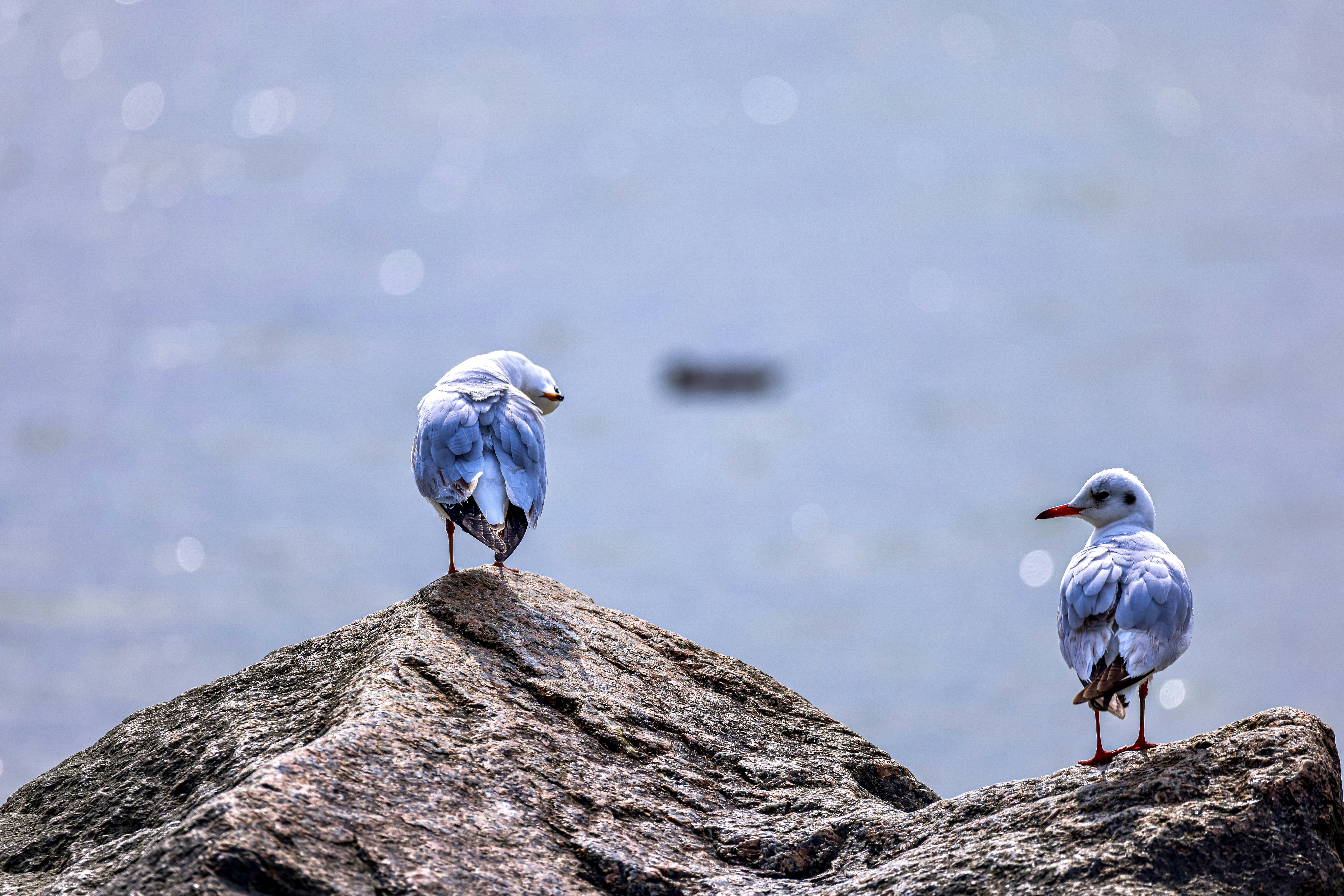 Photo by dickenslin76